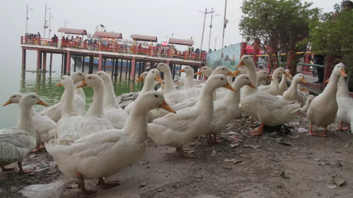 नौकायन पर रामगढ़ताल की सुंदरता बढ़ाते बतख। जागरण
