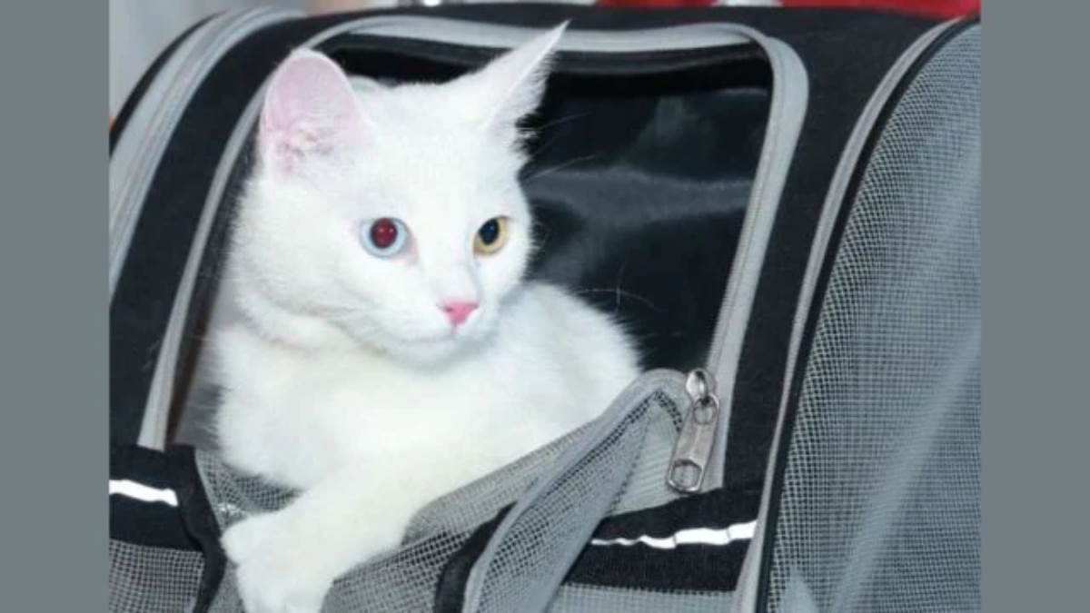 a cat named eva created history by flying from doha to cochin airport this is how she was welcomed at the airport