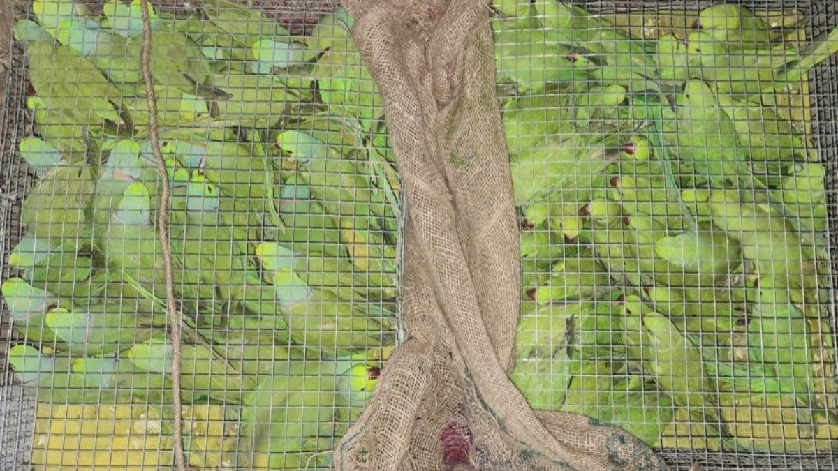 ncr 200 parrots rescued from smugglers in ghaziabad driver arrested