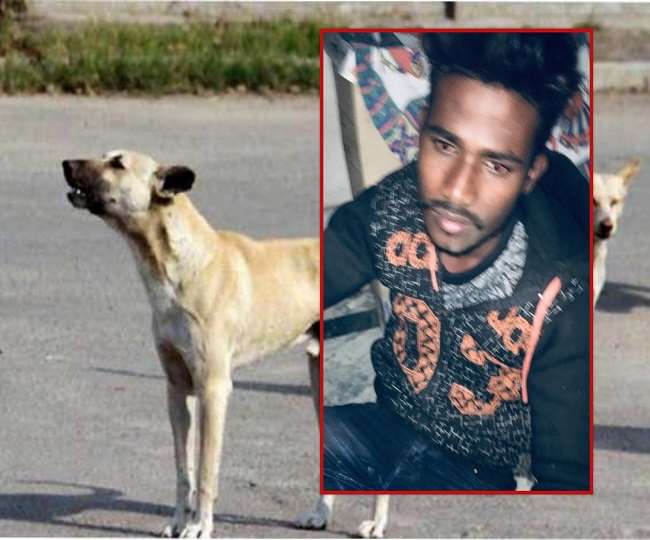 thieves killed stray dogs feed with poison for theft in wazirganj area of lucknow