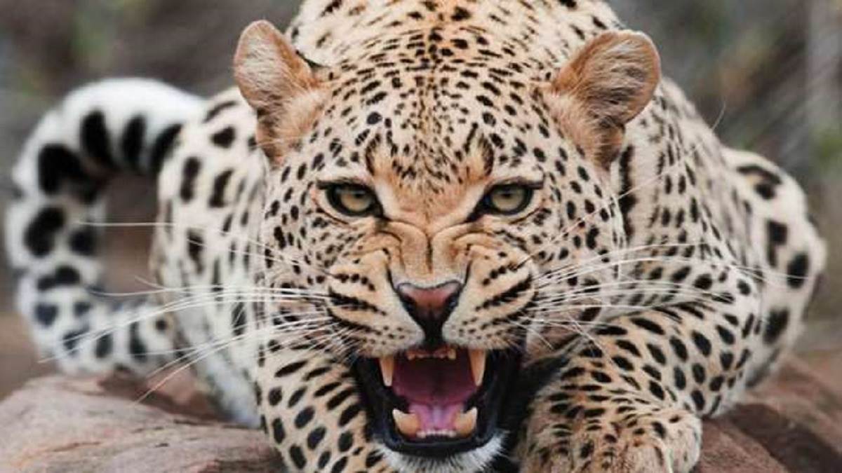 https://www.jagranimages.com/images/newimg/29122022/29_12_2022-06_01_2020-leopard-attack_moradabad_19911119_23275958.jpg