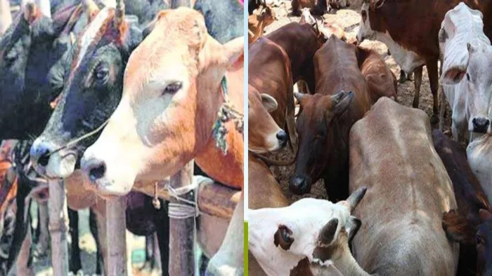दुमका से बांग्लादेश भेजे जा रहे 185 मवेशी जब्त