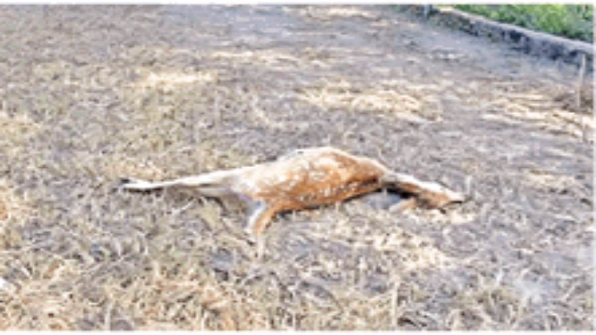 https://www.jagranimages.com/images/newimg/29122022/29_12_2022-prayagraj_deer_died_23276171.jpg