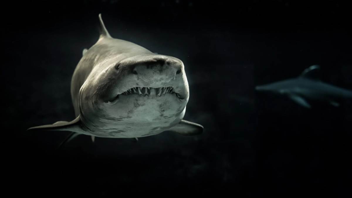 https://www.jagranimages.com/images/newimg/29122023/29_12_2023-shark_23616459.jpg