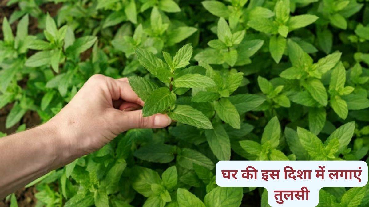 https://www.jagranimages.com/images/newimg/29122023/29_12_2023-tulsi_7_23616684.jpg