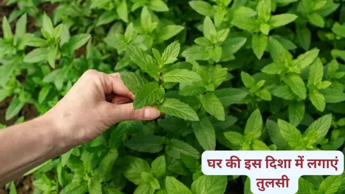 Tulsi Ke Niyam: घर की इस दिशा में लगाएं तुलसी का पौधा, घर में सदैव रहेगा मां लक्ष्मी का वास