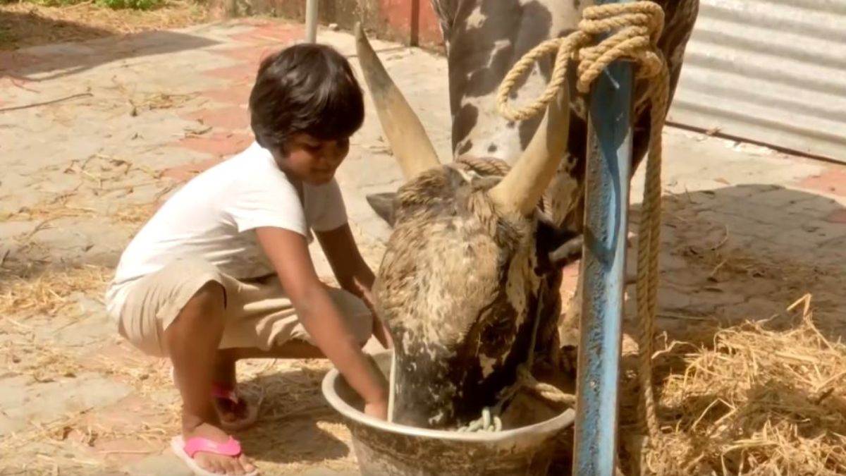 https://www.jagranimages.com/images/newimg/29122024/29_12_2024-jalikattu_23858063.jpg
