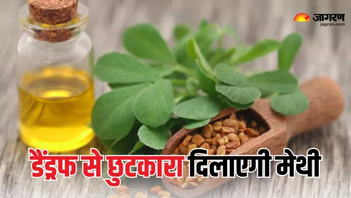डैंड्रफ का रामबाण इलाज है मेथी का तेल (Picture Courtesy: Freepik)