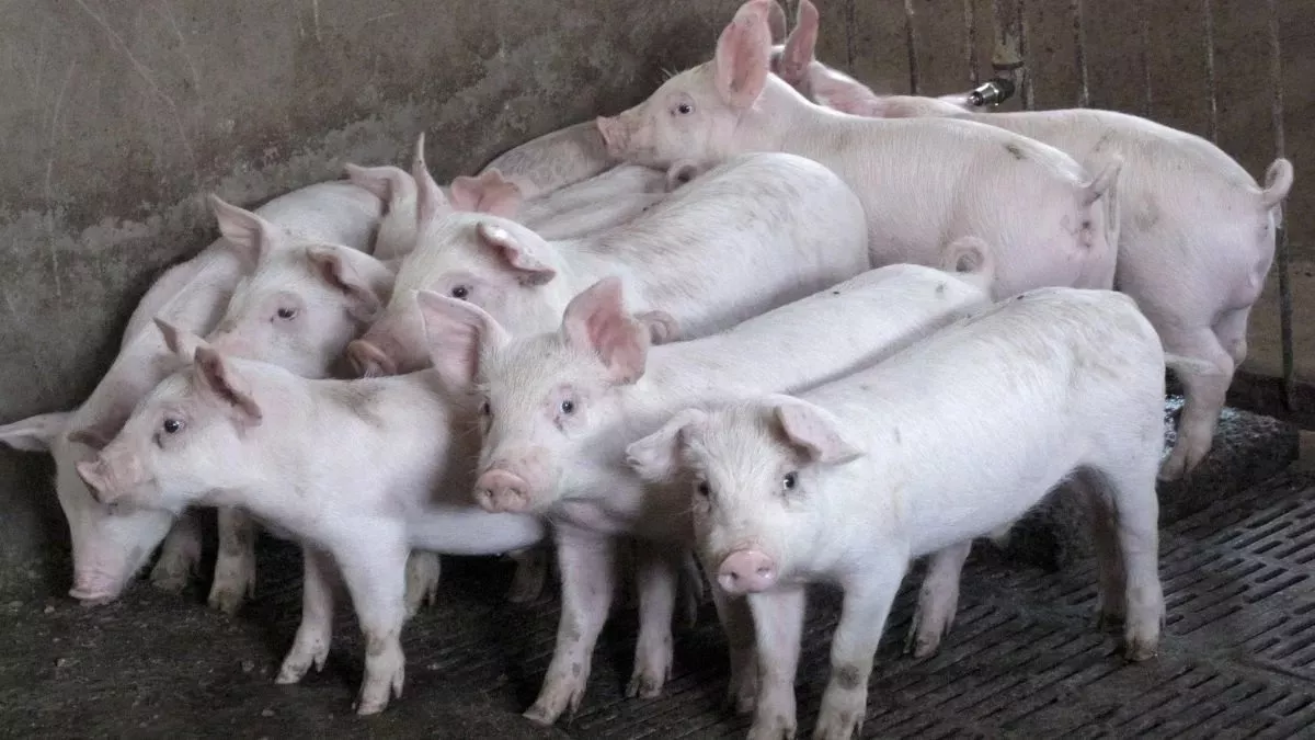 African Swine Fever: केरल के कोट्टायम में मिले अफ्रीकी स्वाइन फ्लू के मामले, सुअरों को मारने का काम शुरू