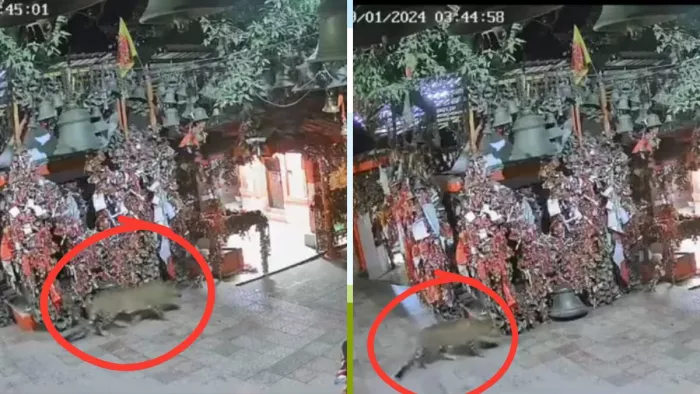 घोड़ाखाल गोल्ज्यू मंदिर के सामने घूमता रहा तेंदुआ, CCTV में कैद हुई घटना