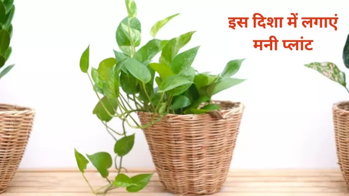 Money Plant: घर की इस दिशा में लगाएं मनी प्लांट, बदल जाएगा आपका भाग्य