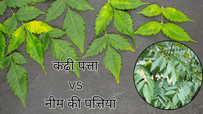 कढ़ी पत्ता या नीम की पत्तियां, जानें कौन ज्यादा बेहतर