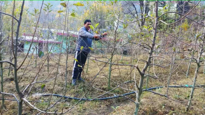 बारिश और बर्फबारी न होने मायूस हुए बागवान, अर्ली फ्लावरिंग बन सकती है बड़ी मुसीबत।