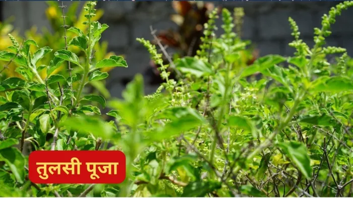 Tulsi Puja: तुलसी के इन मंत्रों के जाप से जीवन में मिलेंगे शुभ परिणाम