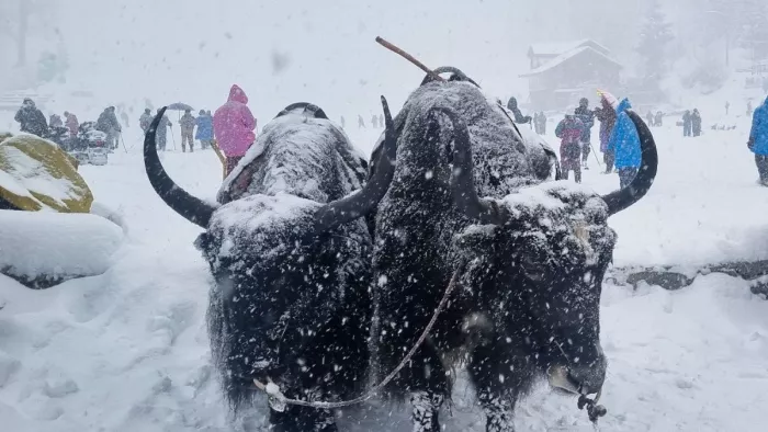 आज हिमाचल में ऊंचाई वाले क्षेत्रों में हिमपात और निचले क्षेत्रों में वर्षा की संभावना। फाइल फोटो