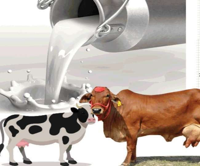 banas dairy gift five thousand of banaras and two and a half lakh gopalkas of up will get benefit