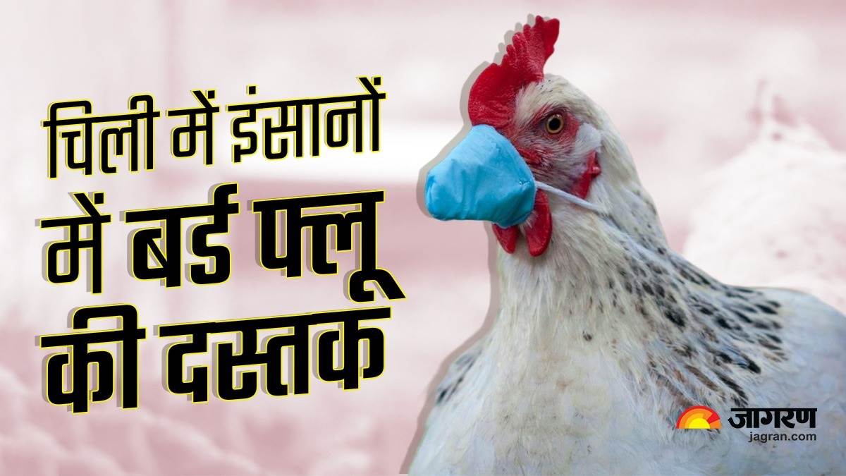 Bird Flu चिली में इंसान में बर्ड फ्लू का पहला केस मिलने से हड़कंप