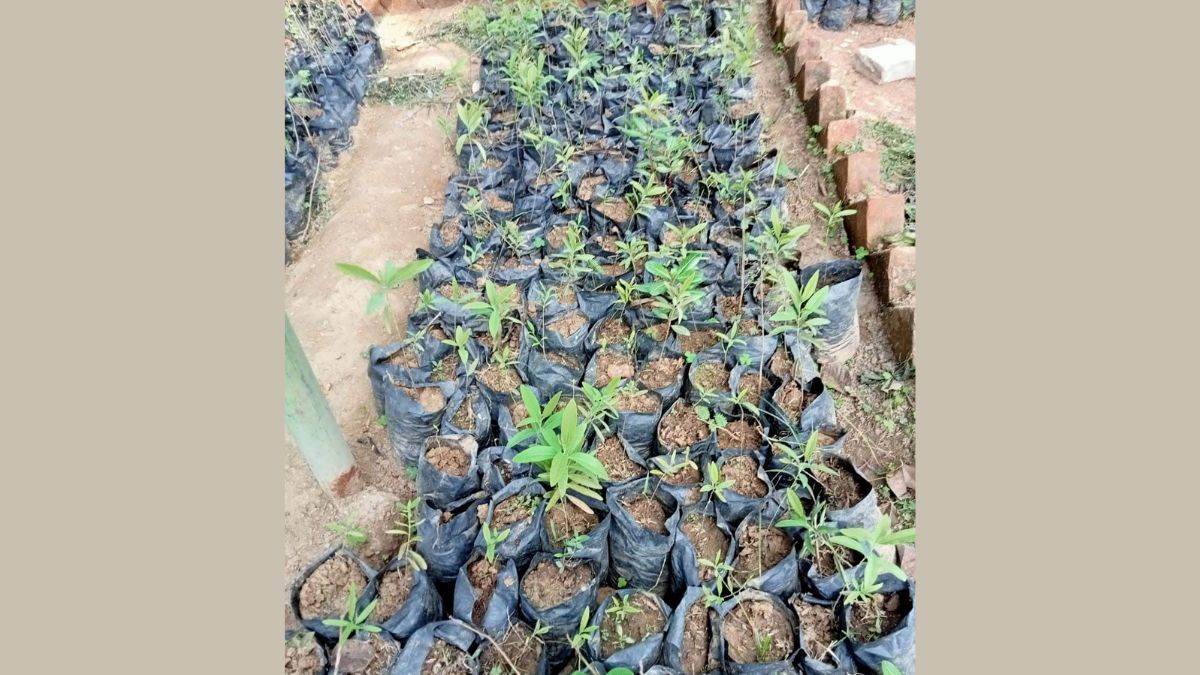 ncr sandalwood saplings prepared for planting in delhi have started withering