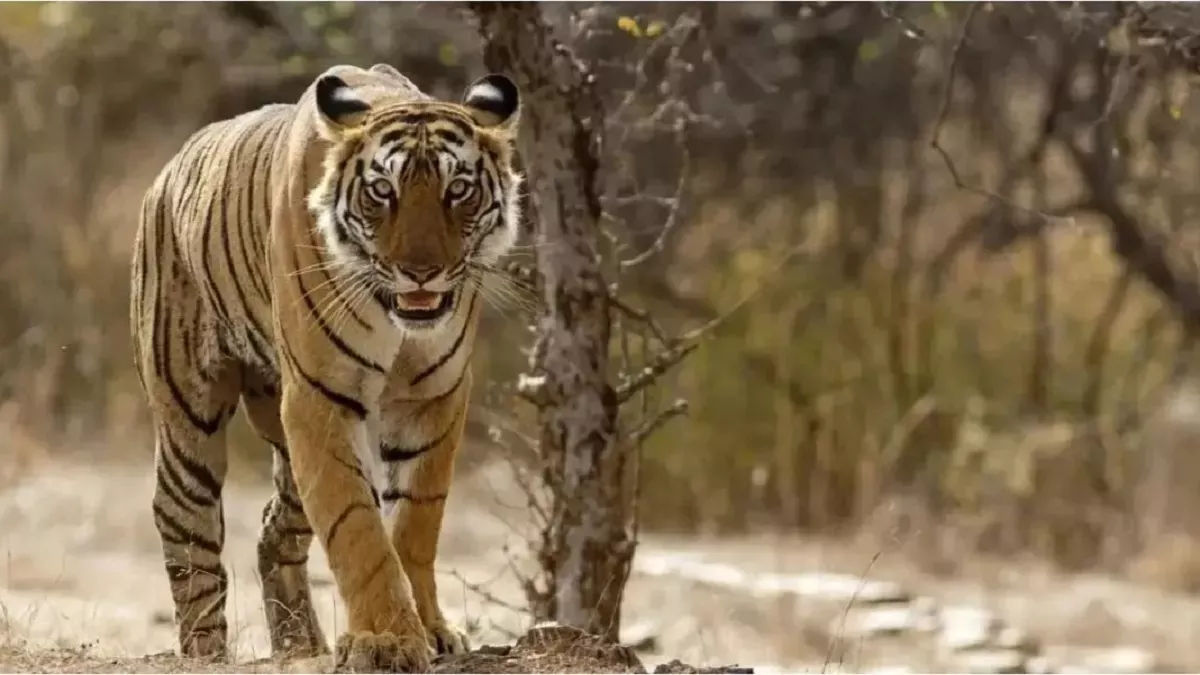 बाघों के संरक्षण में भारत अब पूरी दुनिया को दिखाएगा राह, टाइगर रेंज में शामिल देशों से होगी शुरुआत
