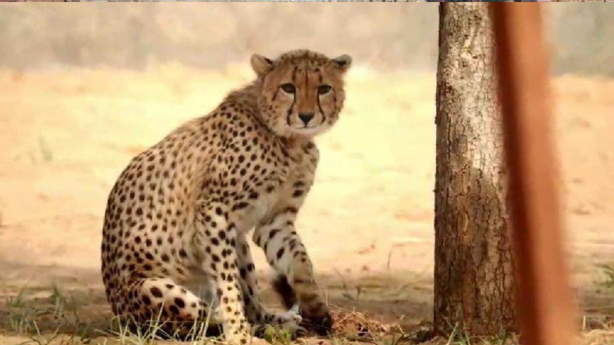 https://www.jagranimages.com/images/newimg/30032024/30_03_2024-cheetah_mukhi_kuno_23685656.jpg