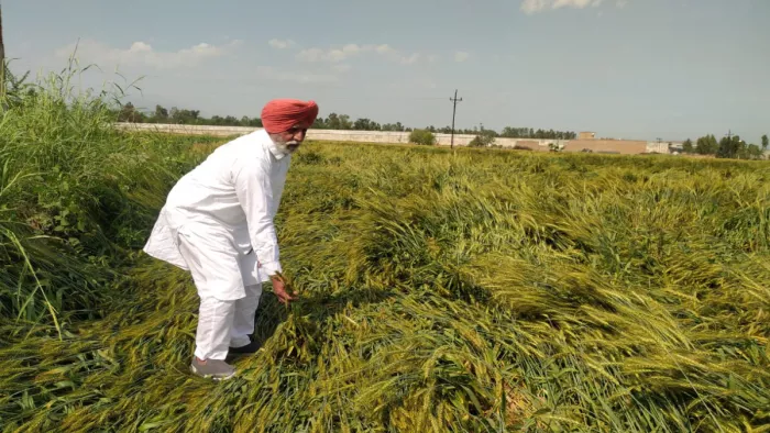 आंधी और ओलावृष्टि से गेहूं और सरसों की फसल को पहुंचा नुकसान।