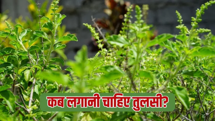 Tulsi rules in Hindi तुलसी का पौधा लगाते समय ध्यान रखें ये बातें।