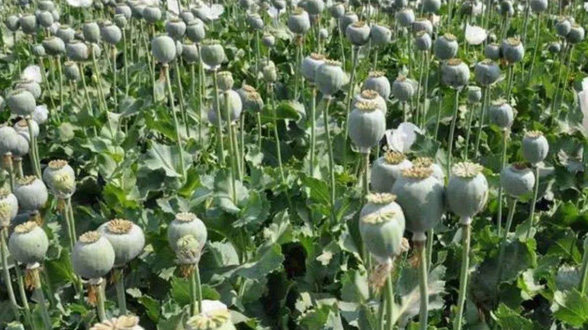 opium grown behind house 17 kg of plants recovered ncb raid accused absconding