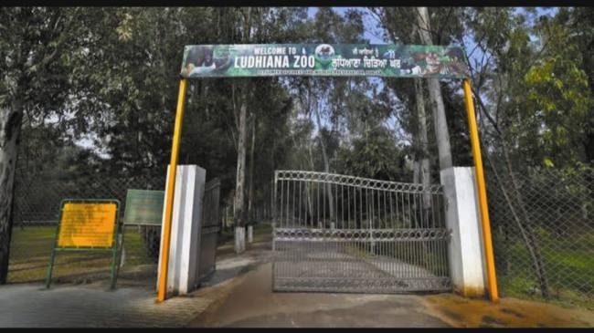 कोराना का साया, टाइगर सफारी व चिड़ियाघर में विजिटर्स आधे से भी कम हुए