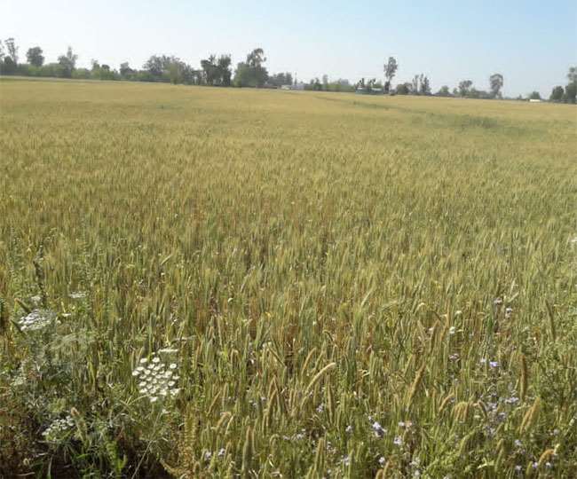 किसान विजय चौधरी ने कहा कि कंडी क्षेत्र में इस बार गेहूं की फसल बहुत अच्छी नही है।