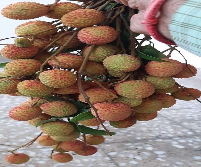 ढाई हजार पेड़ निशुल्क किसानों को देकर इसे बागवानी का रूप दे दिया है।