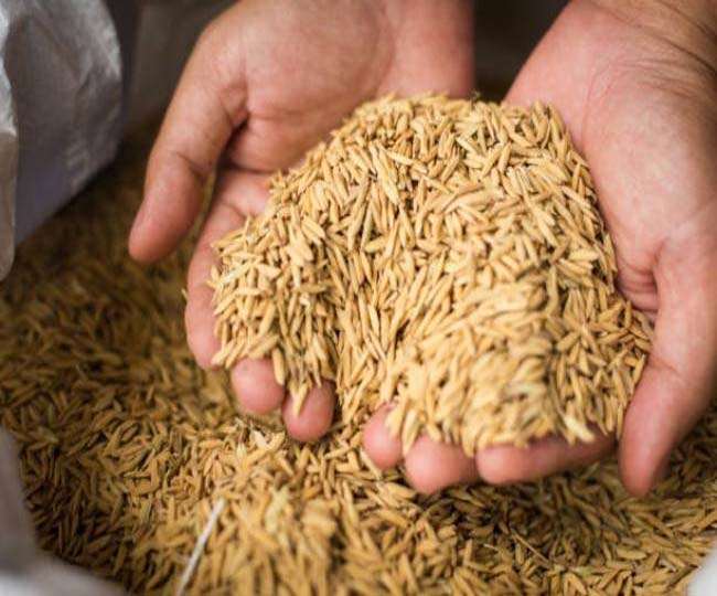 धान के बीज की किसानों के घर तक होगी डिलेवरी। प्रतीकात्&zwj;मक फोटो