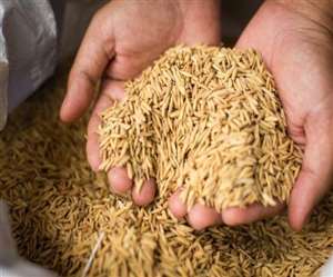 Gaya: किसानों के घर तक होम डिलेवरी, महज पांच रुपये शुल्&zwj;क देकर मंगवा सकते हैं कोई भी बीज