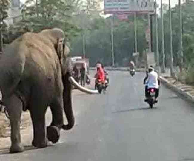 elephants coming to residential area in search of water in uttarakhand