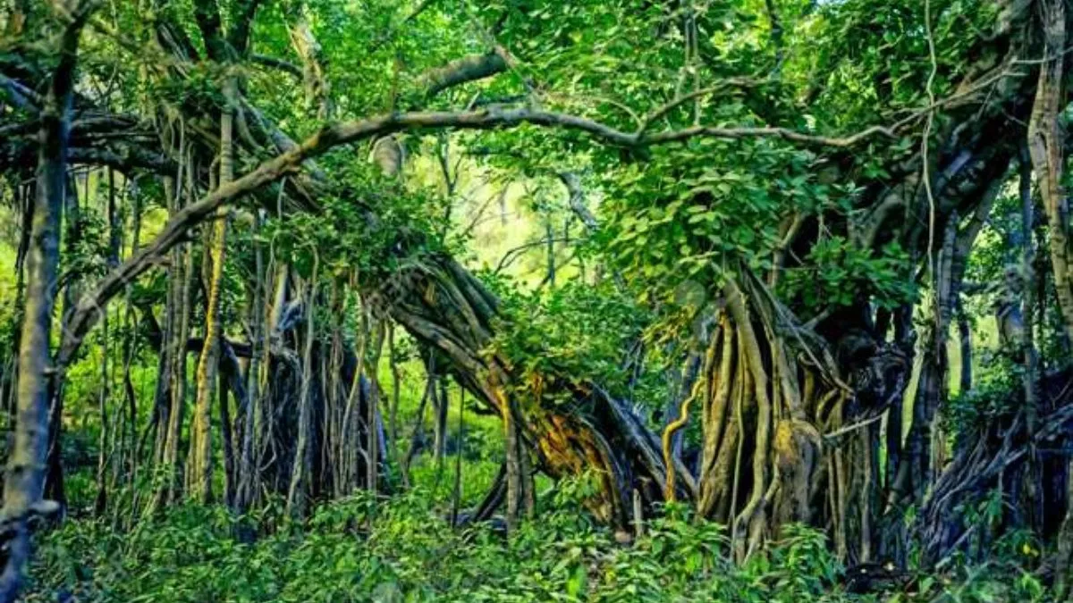Pune: रिवर फ्रंट विकास के लिए पेड़ों की कटाई का हो रहा विरोध, हरित कार्यकर्ताओं ने शुरू किया चिपको आंदोलन