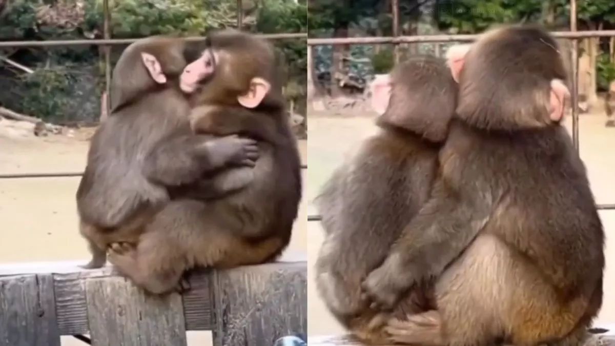 Viral Video : बंदरों ने एक दूसरे को दी जादू की झप्पी, प्यार और अपनेपन की वीडियो में दिखी झलक