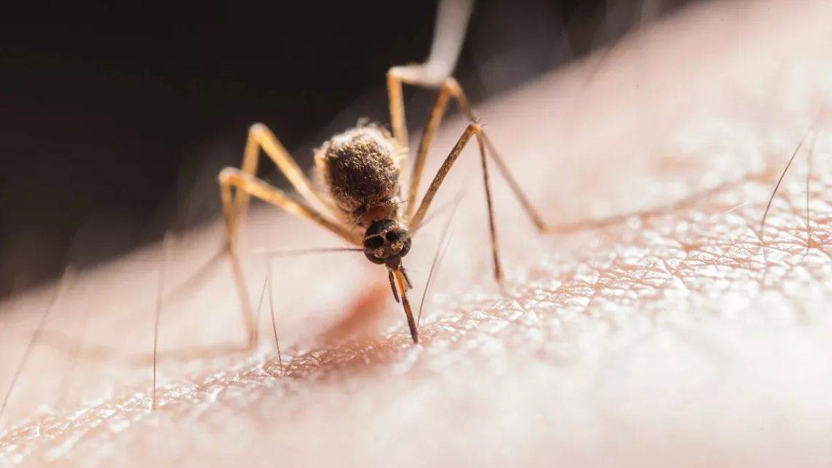 https://www.jagranimages.com/images/newimg/30042025/30_04_2025-malaria_treatment_23928158.jpg