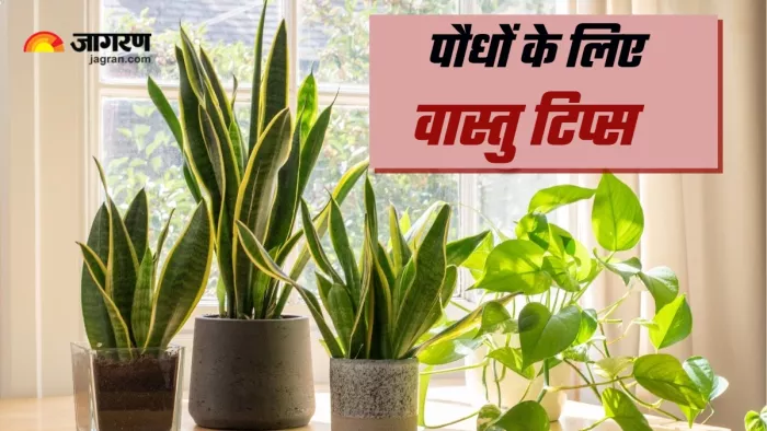 Vastu Tips for Plants अपनाएं ये वास्तु टिप्स