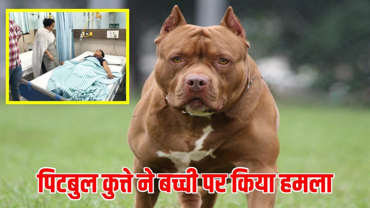 About pitbull dog in hot sale hindi