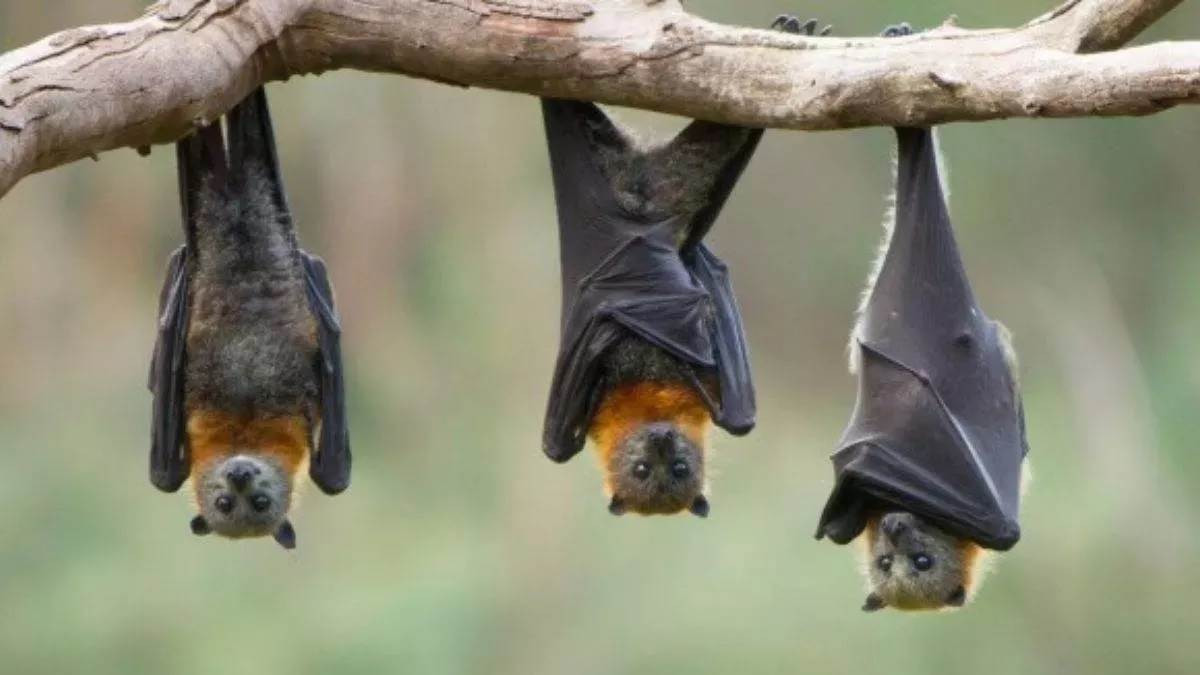 https://www.jagranimages.com/images/newimg/30052024/30_05_2024-bats_23728289.jpg