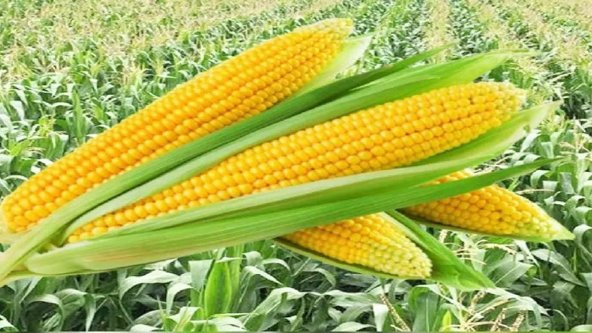 Maize Market Price: मक्का किसानों को लागत निकालना हुआ मुश्किल, महज इतने रुपये में फसल बेंचने को हैं मजबूर
