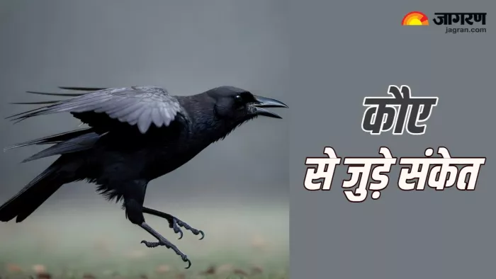 Shakun Shastra क्या संकेत देता है कौए का घर पर आना?