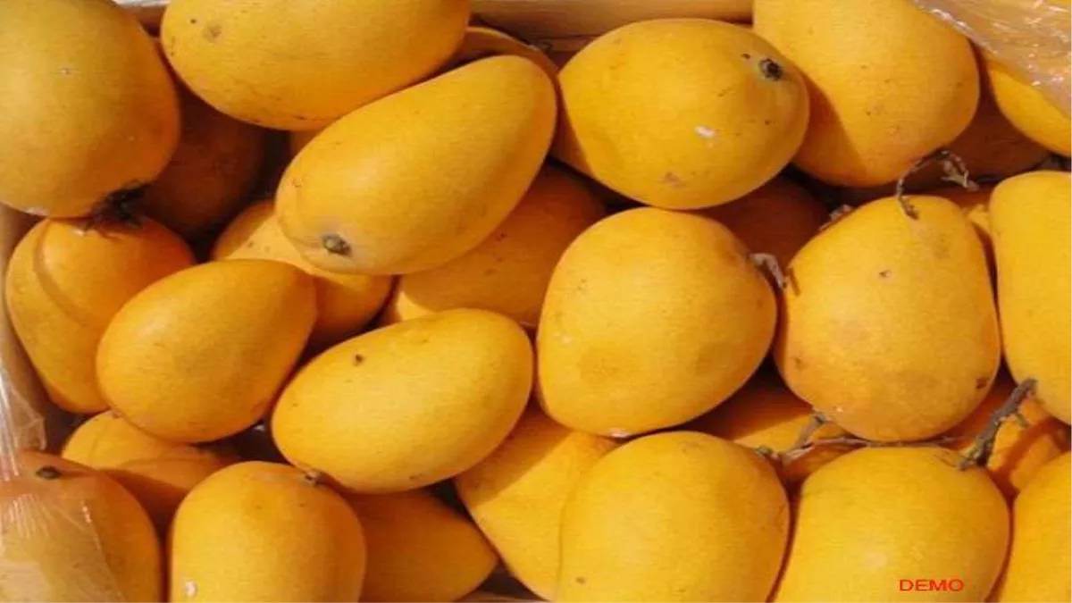 https://www.jagranimages.com/images/newimg/30052025/30_05_2025-bihar-mango_23951115.jpg