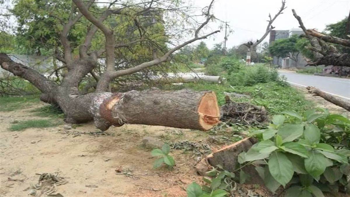 forest dept compensates lakhs by removing charge and suspending official