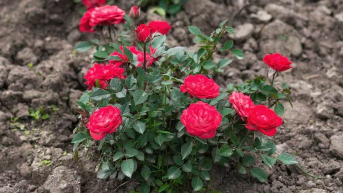 https://www.jagranimages.com/images/newimg/30052025/30_05_2025-rose_plant_2_23951054.jpg