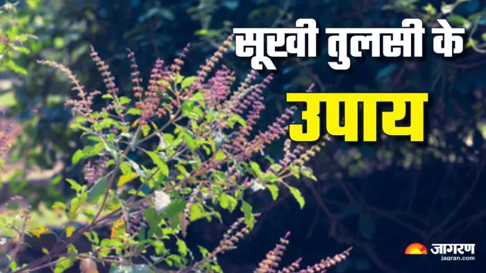 Sukhi Tulsi ke Upay in Hindi सूखी हुई तुलसी से क्या करना चाहिए?