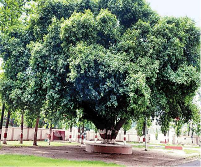 newimg/30062021/30_06_2021-pakad_tree_21785788.jpg