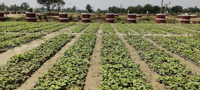 79.418 लाख पौधे रोप जिले में बिखेरी जाएगी हरियाली