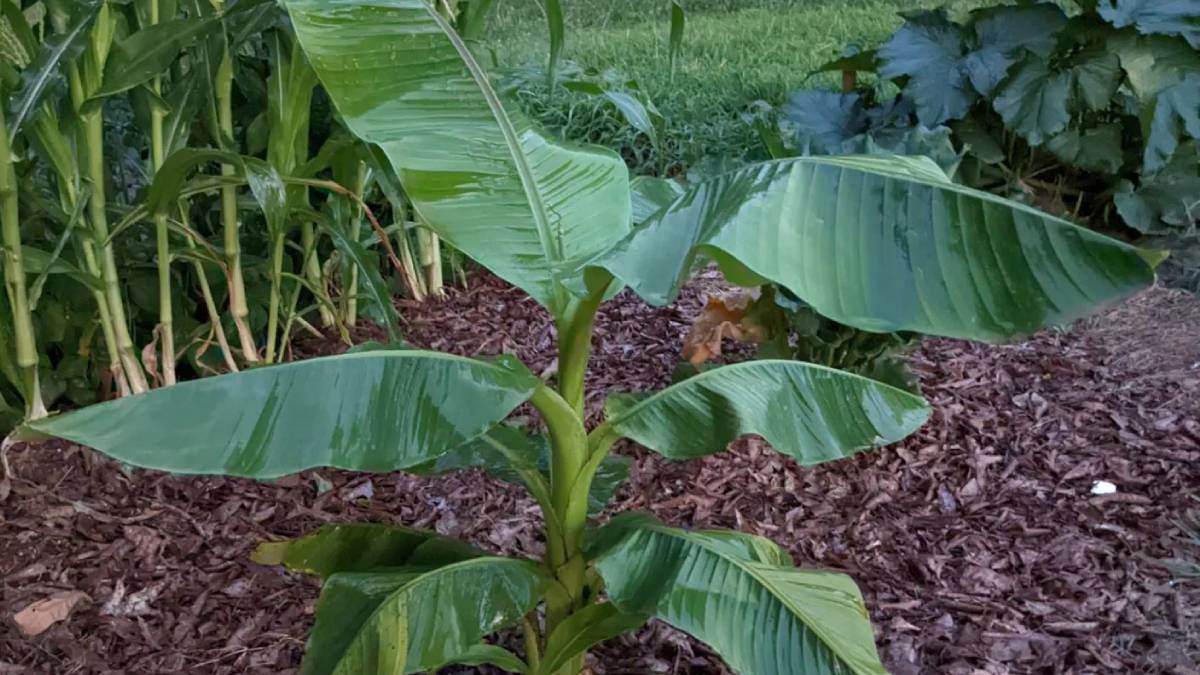 Vastu Tips भूलकर भी इस दिशा में न लगाएं केले का पेड़, वरना हो जाएंगे कंगाल Vastu Tipse never