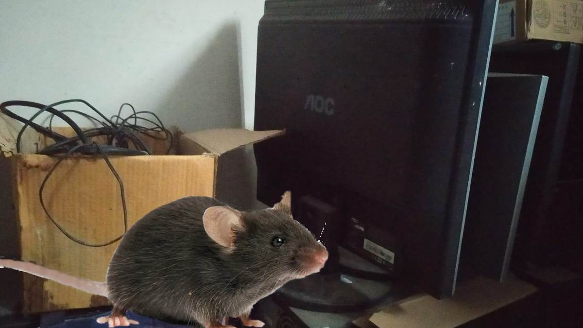 rats reaching to take computer class in government school of bihar
