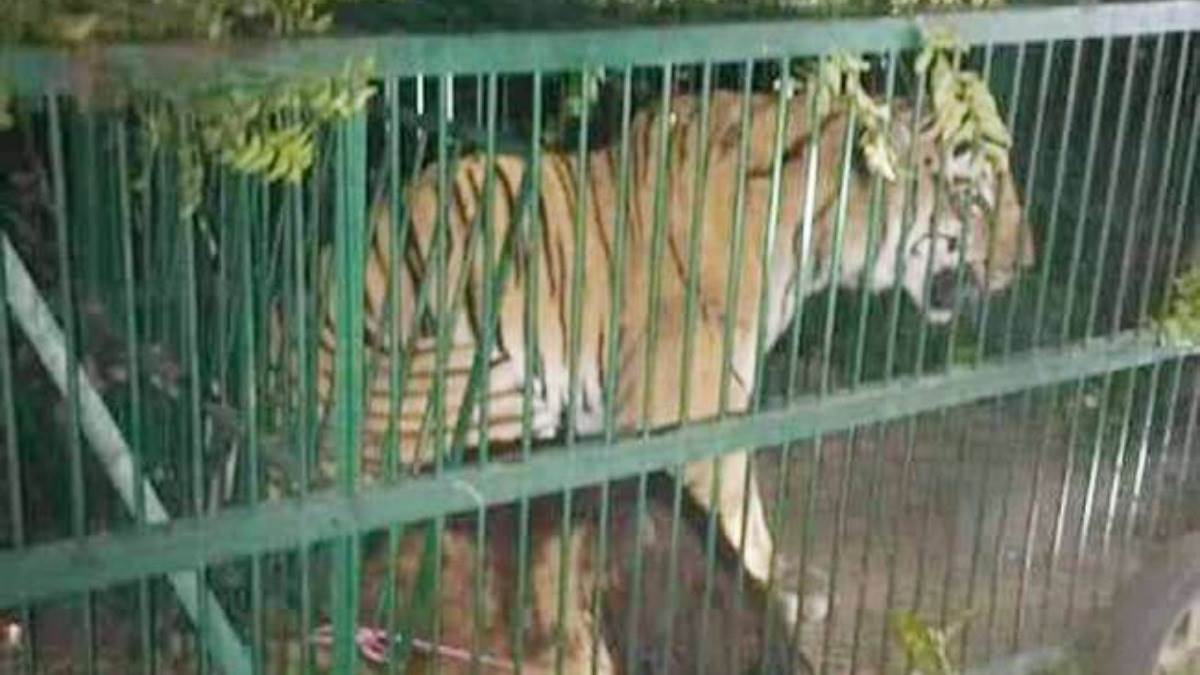 लखीमपुर में वन विभाग ने पकड़ा एक और बाघ।